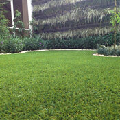 Rouleau de gazon artificiel  2 X 4M Ep.20 mm - Brico Dépôt