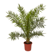 Palmier Phénix hauteur 130 à 140 cm en pot diamètre 24 cm - Brico Dépôt