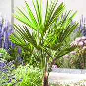 Palmier d’intérieur ou extérieur hauteur 140 à 150 cm en pot 27 cm - Brico Dépôt