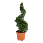 Plant de conifère hauteur 90 à 110 cm en pot 10 litres - Brico Dépôt