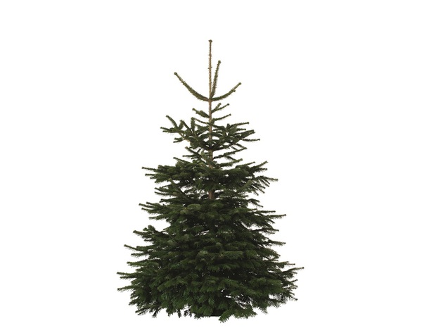 Sapin de Noël Nordmann 180-210 cm + bûche - Brico Dépôt