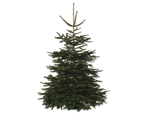 Sapin de Noël Nordmann 210-240 cm + bûche - Brico Dépôt