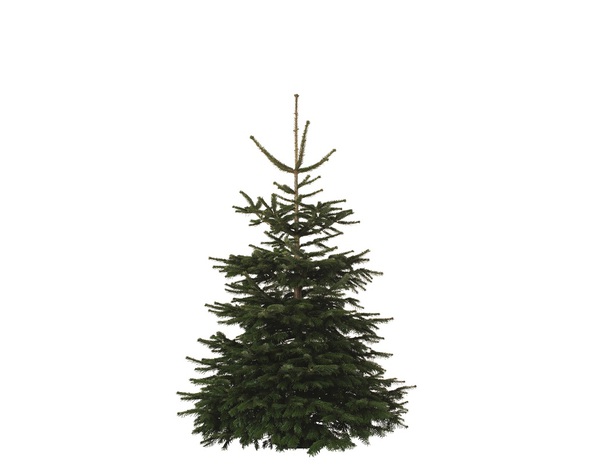 Sapin de Noël Nordmann 150-180 cm + bûche - Brico Dépôt