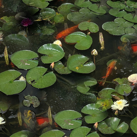 Geomembrane EPDM 4,60 x 5 mètres - Ep : 0,6 mm - Brico Dépôt