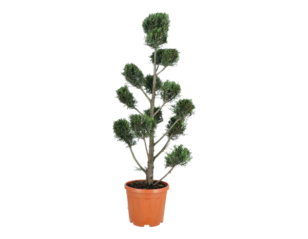 Plant de conifère hauteur 90 à 110 cm en pot 10 litres - Brico Dépôt