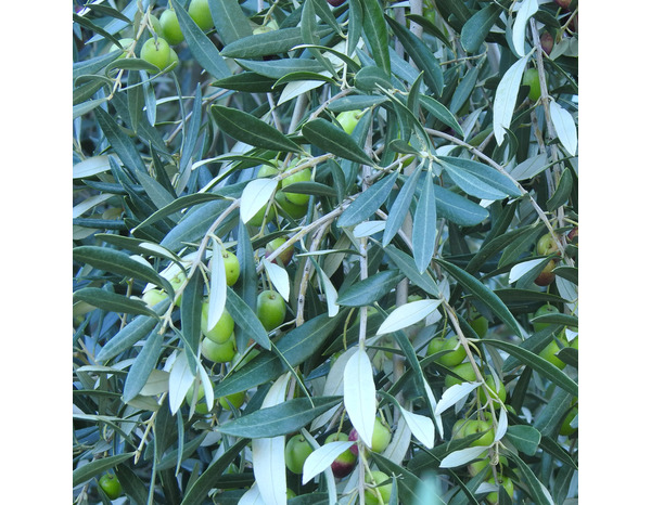 Olivier en pot hauteur 180 à 200 cm pour plantation extérieure - Brico Dépôt