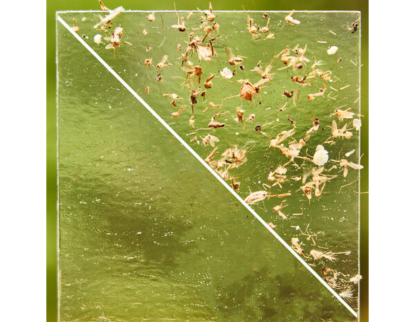 Pack de 10 recharges adhesives piege moustiques anti-ponte sans insecticide - Brico Dépôt