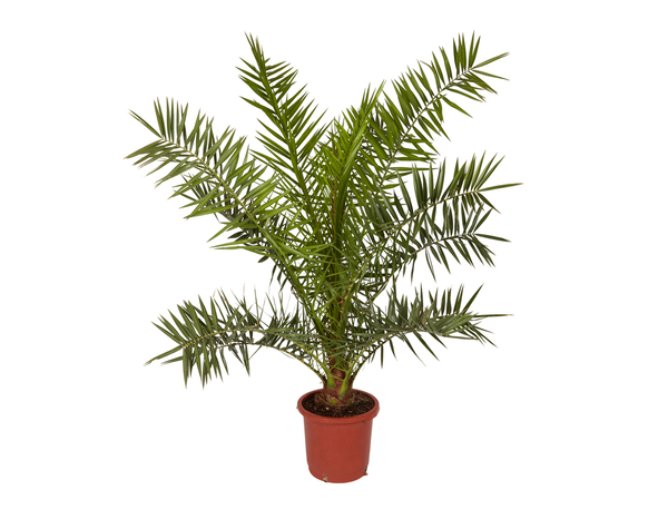 Palmier Phénix hauteur 130 à 140 cm en pot diamètre 24 cm - Brico Dépôt