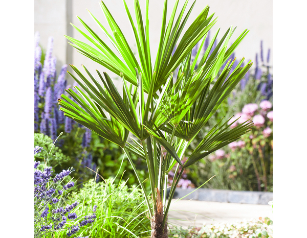 Palmier d’intérieur ou extérieur hauteur 140 à 150 cm en pot 27 cm - Brico Dépôt