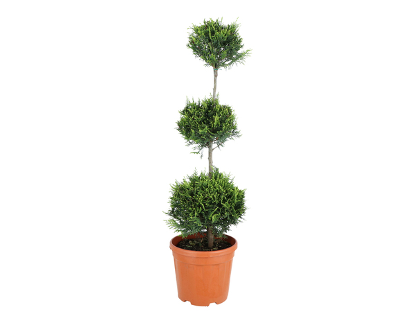 Plant de conifère hauteur 90 à 110 cm en pot 10 litres - Brico Dépôt