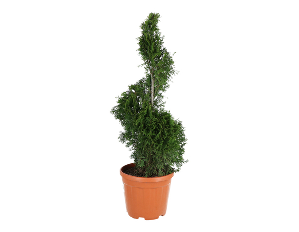 Plant de conifère hauteur 90 à 110 cm en pot 10 litres - Brico Dépôt
